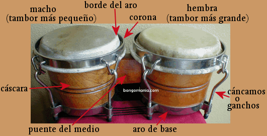 anatomia del bongó