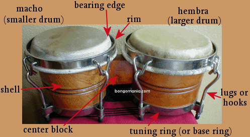bongo anatomy